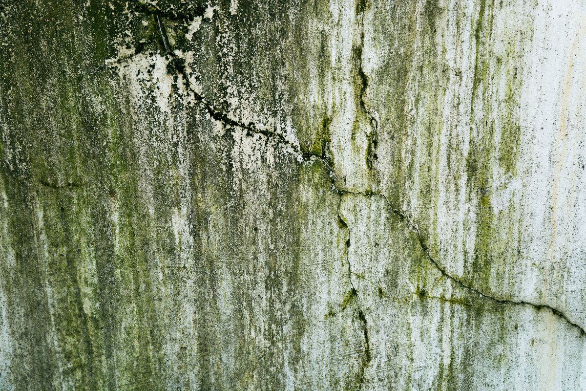 A damp weathered wall with cracks and green algae growth