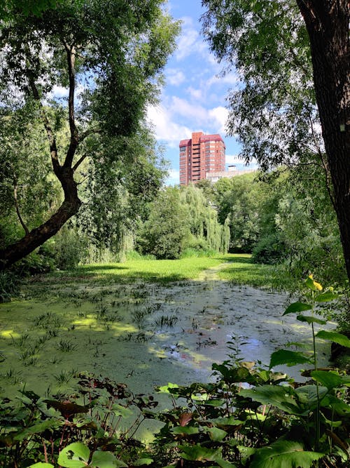 Green Trees on the Swamp