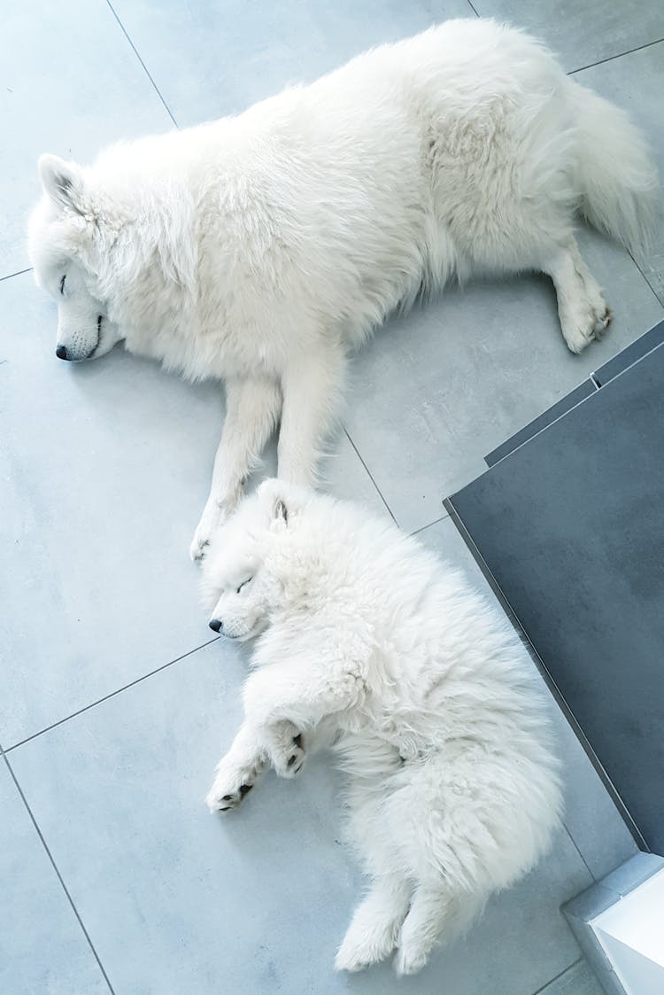 Dogs Sleeping On The Floor 