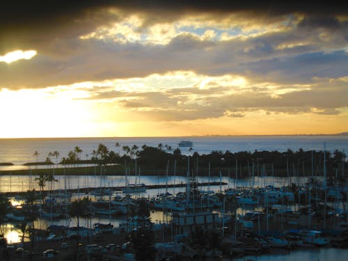 Free stock photo of marina, palm trees, sail