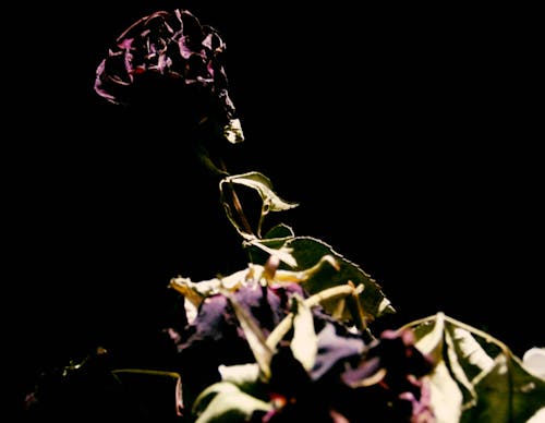 Základová fotografie zdarma na téma černá, fialová, kytka