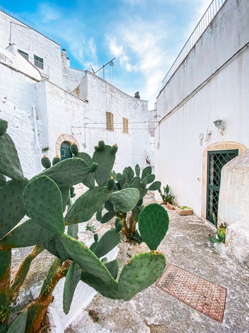 Green Cactus on the Street