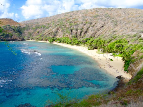 Free stock photo of beach, coral, hawaii
