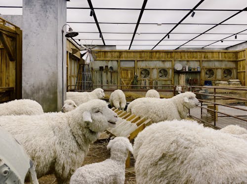 Flock of Sheep in a Barn 