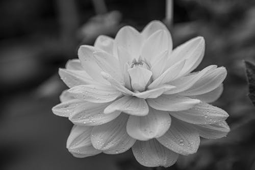 Grayscale Photo of Dahlia Flower