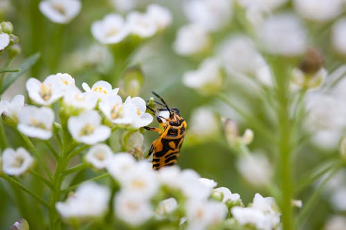 Δωρεάν στοκ φωτογραφιών με γκρο πλαν, έντομο, επιλεκτική εστίαση Φωτογραφία από στοκ φωτογραφιών
