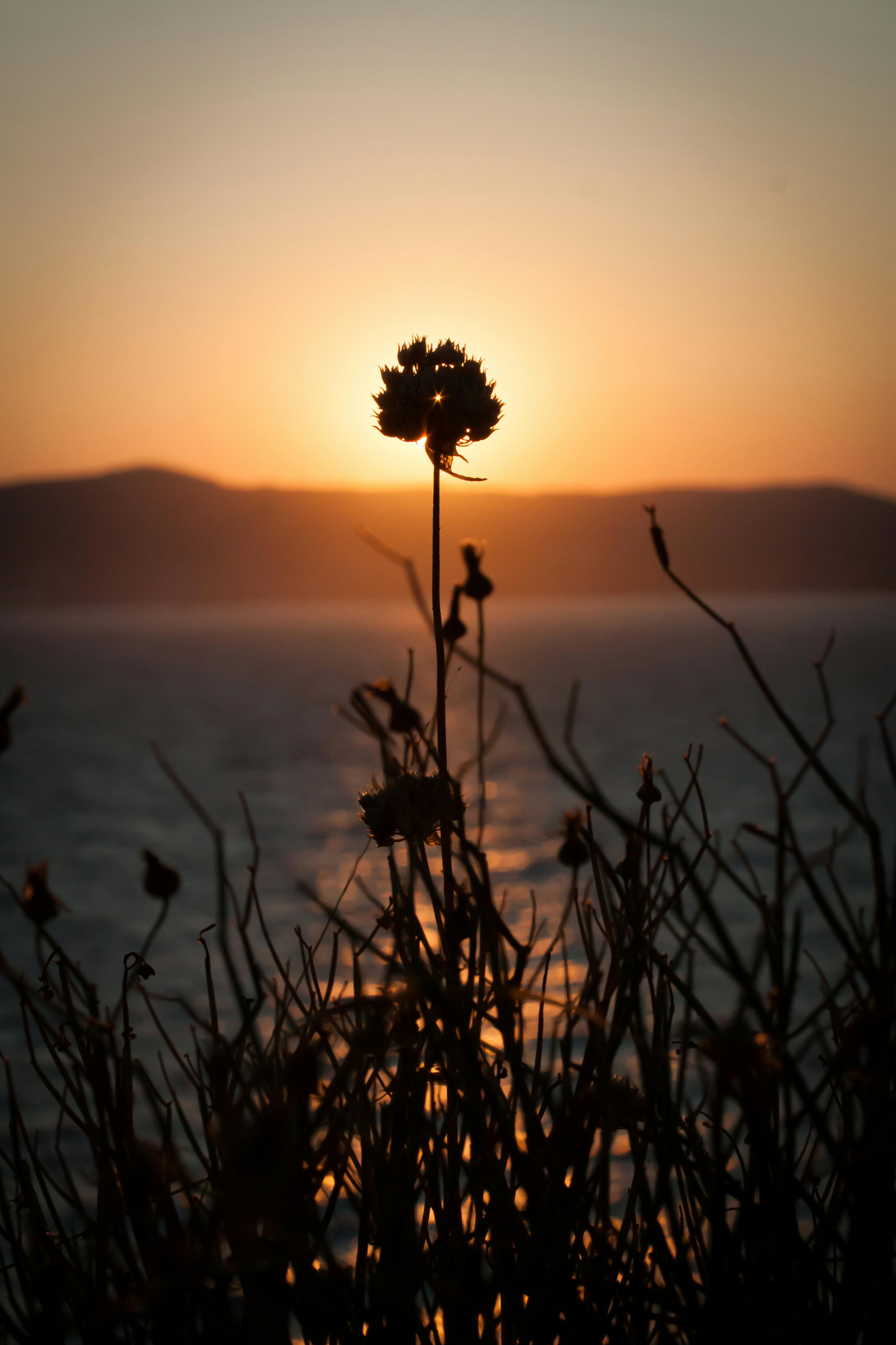 Silhouette of a Flower during Sunset · Free Stock Photo