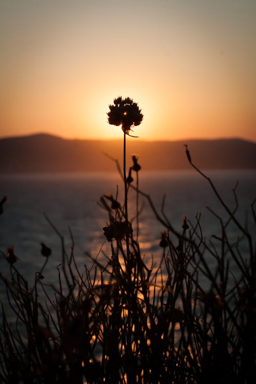 Foto d'estoc gratuïta de capvespre, dramàtic, flor