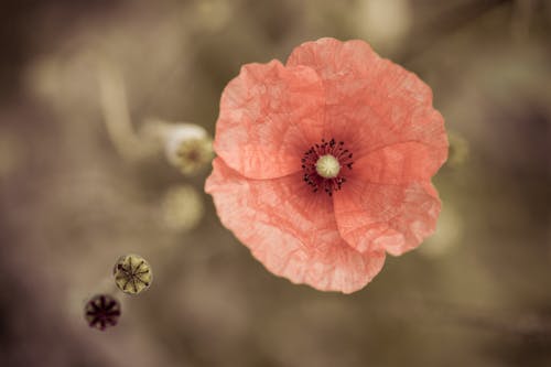 Darmowe zdjęcie z galerii z flora, fotografia kwiatowa, kwiat