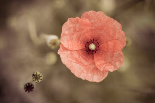 Photos gratuites de centrale, coquelicot, fermer