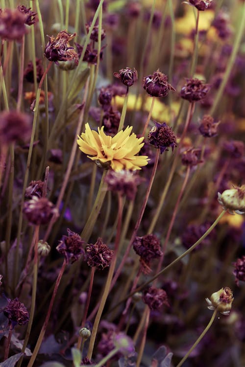 垂直拍攝, 特寫, 綻放的花朵 的 免費圖庫相片