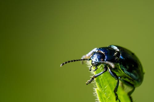 Free stock photo of beetle, blue, green