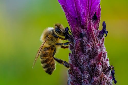 A Bee on a Purple Flower