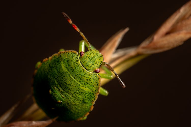 Photo Of A Green Stink Bug