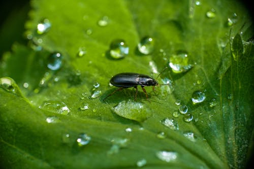 Free Black Beetle on Green Leaf Stock Photo