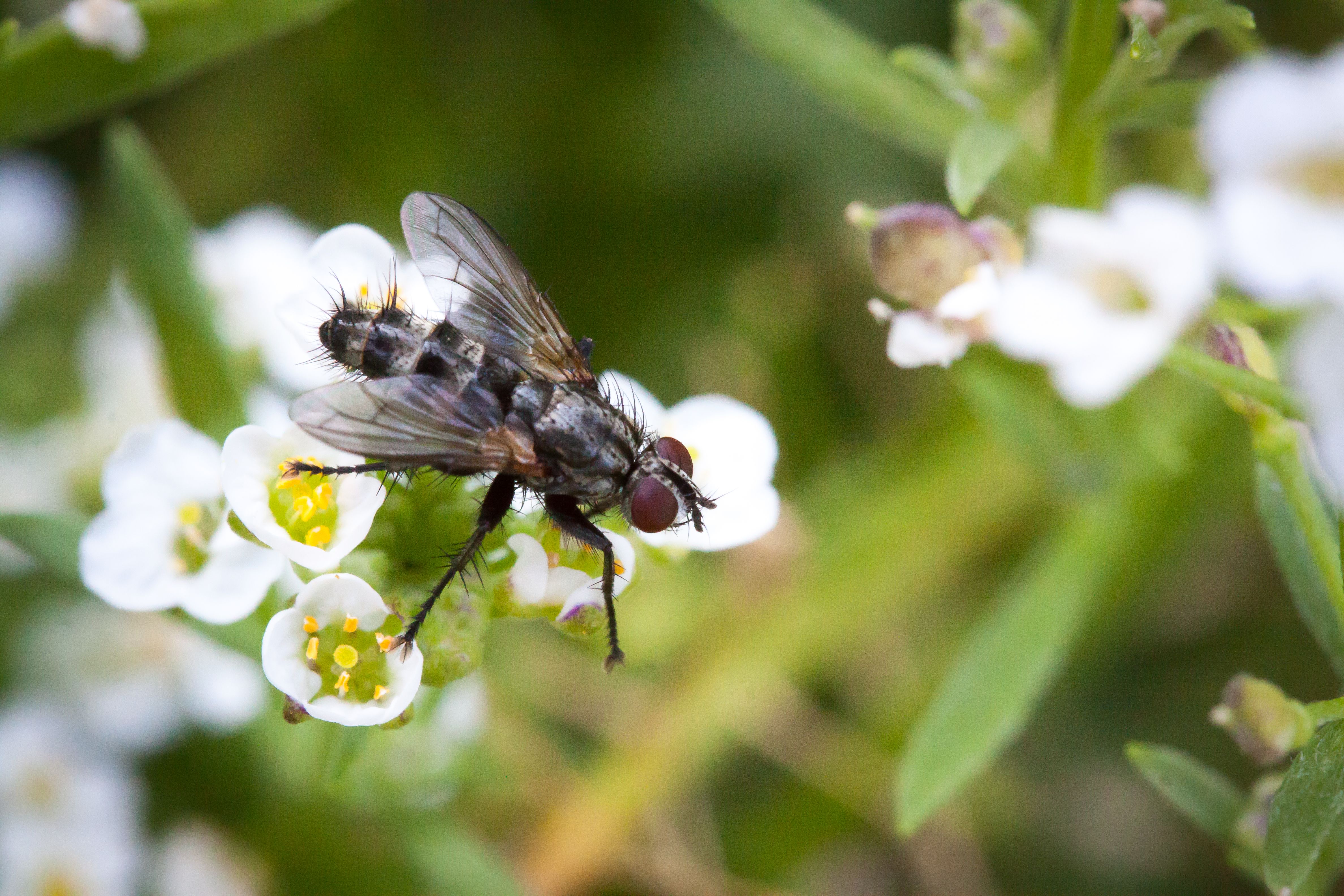 Macro shot of a fly resting on delicate white flowers, showcasing nature's detail.