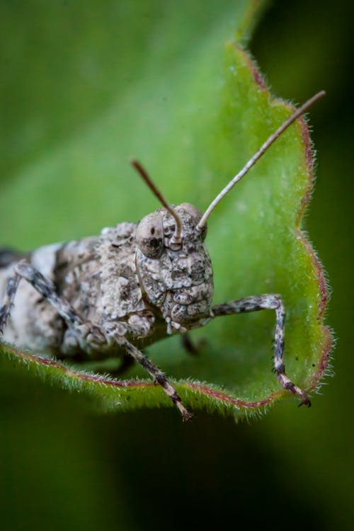 Photo of a Brown Grasshopper