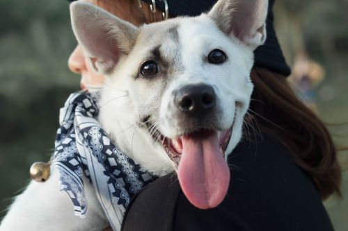 Free Close-up of a joyful dog with its tongue out, embraced by a person in a cozy outdoor setting. Stock Photo