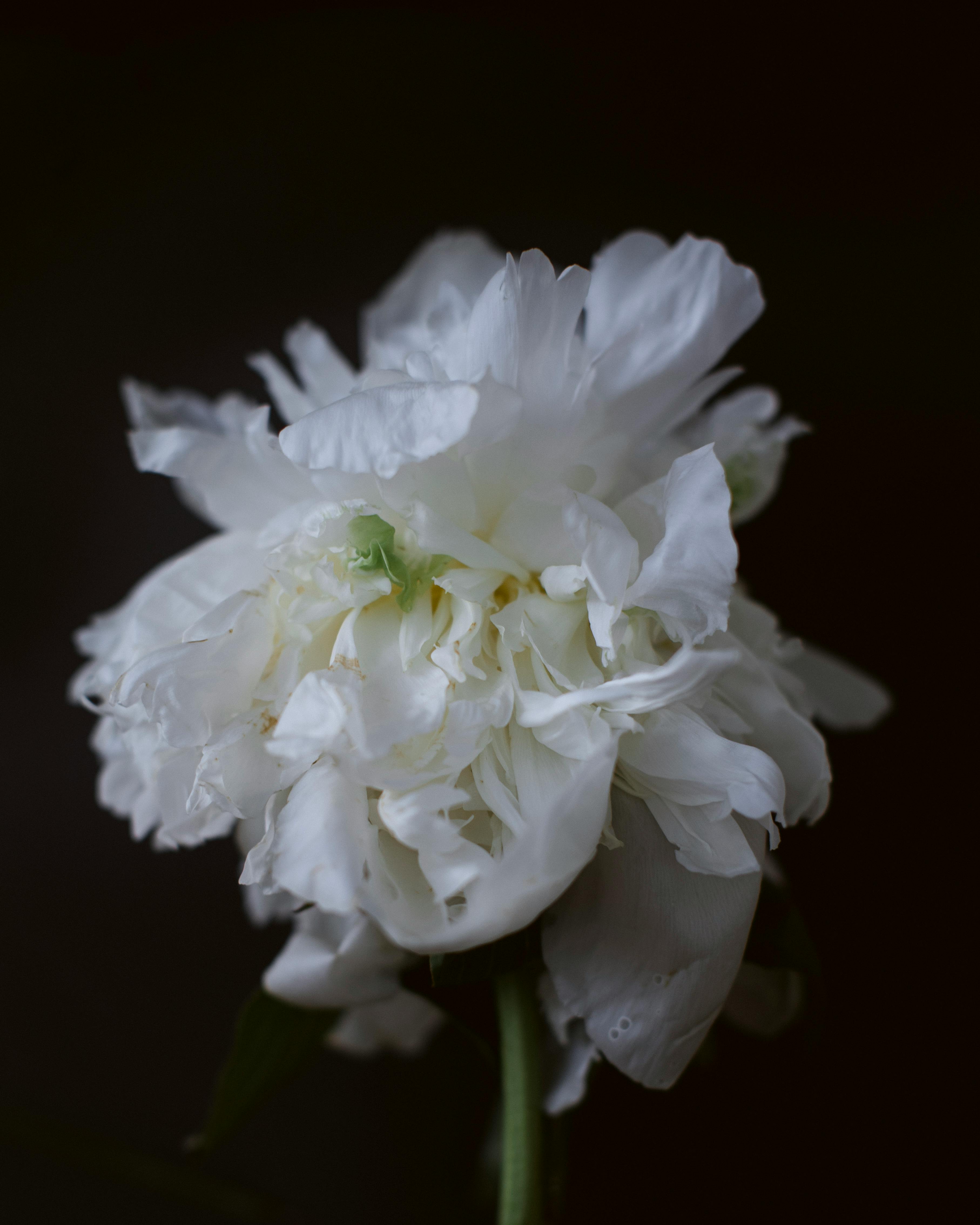 Peonies Petals Against White Background · Free Stock Photo