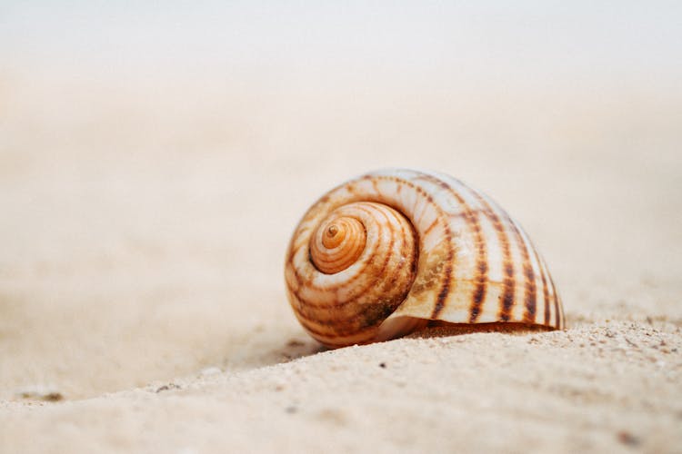 Snail Shell On Sand