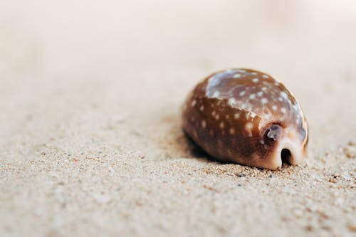 Free stock photo of sea shell