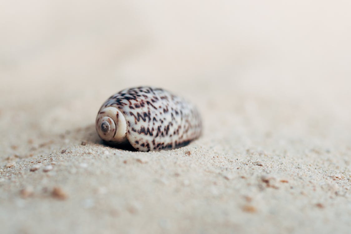 Free stock photo of sea shell