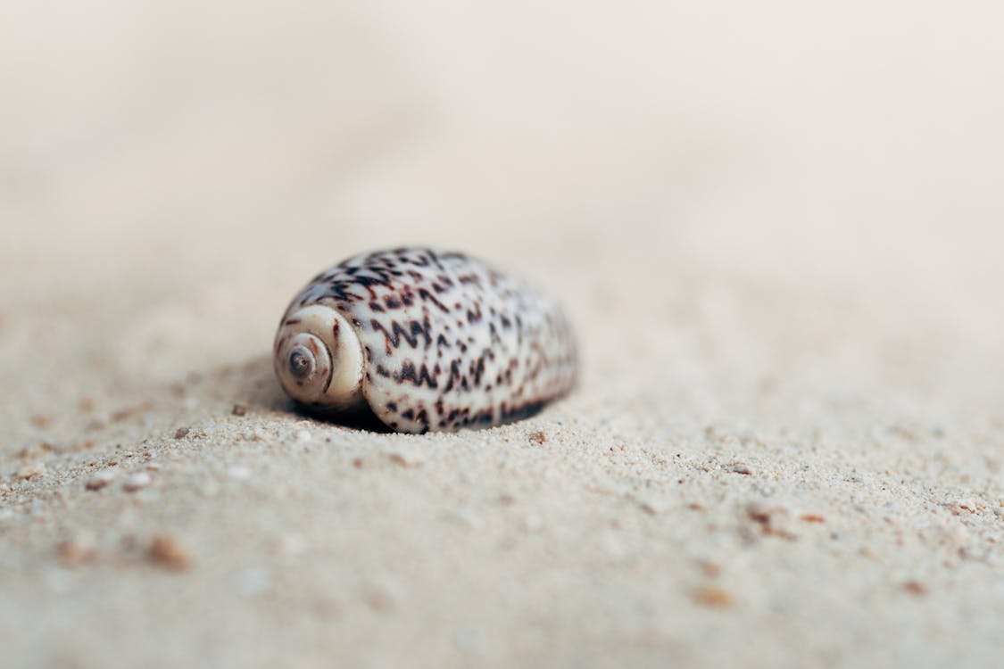 Foto stok gratis kerang laut