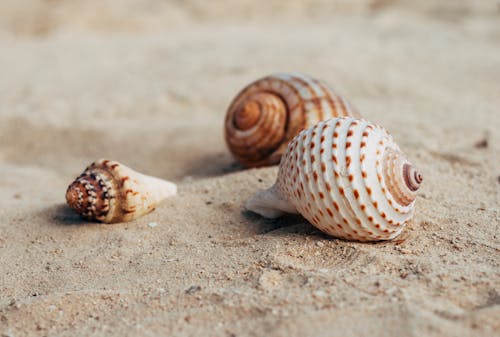 Foto stok gratis kerang laut