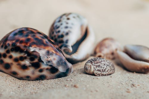 Free stock photo of sea shells