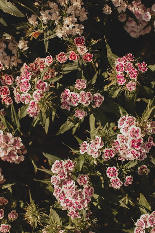 Clusters of Pink and White Flowers