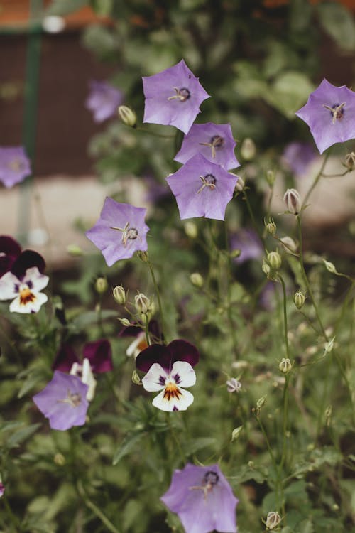 Purple Blooming Wildflowers