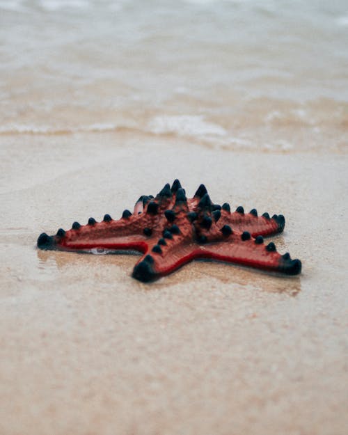Безкоштовне стокове фото на тему «Морська зірка»