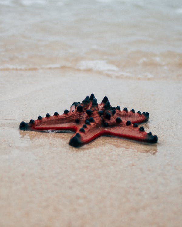 Free stock photo of starfish