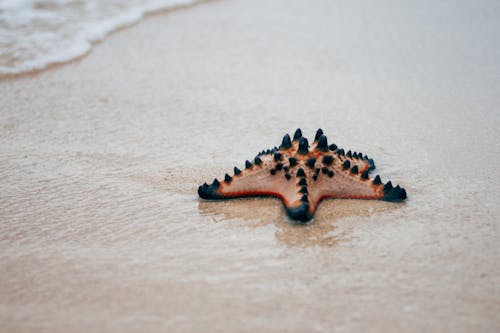 Foto stok gratis bintang laut