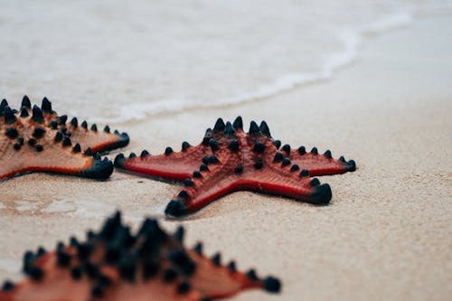 denizyıldızı içeren Ücretsiz stok fotoğraf