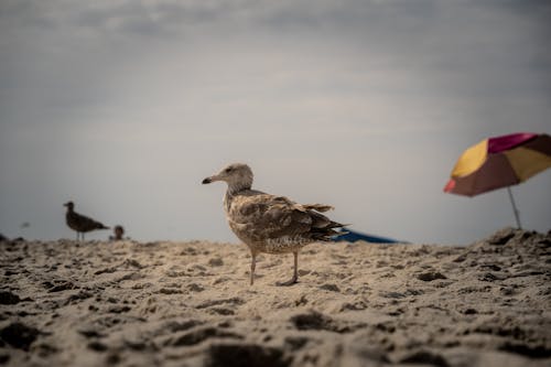 Immagine gratuita di esterno, fotografia di animali, gabbiano caspico