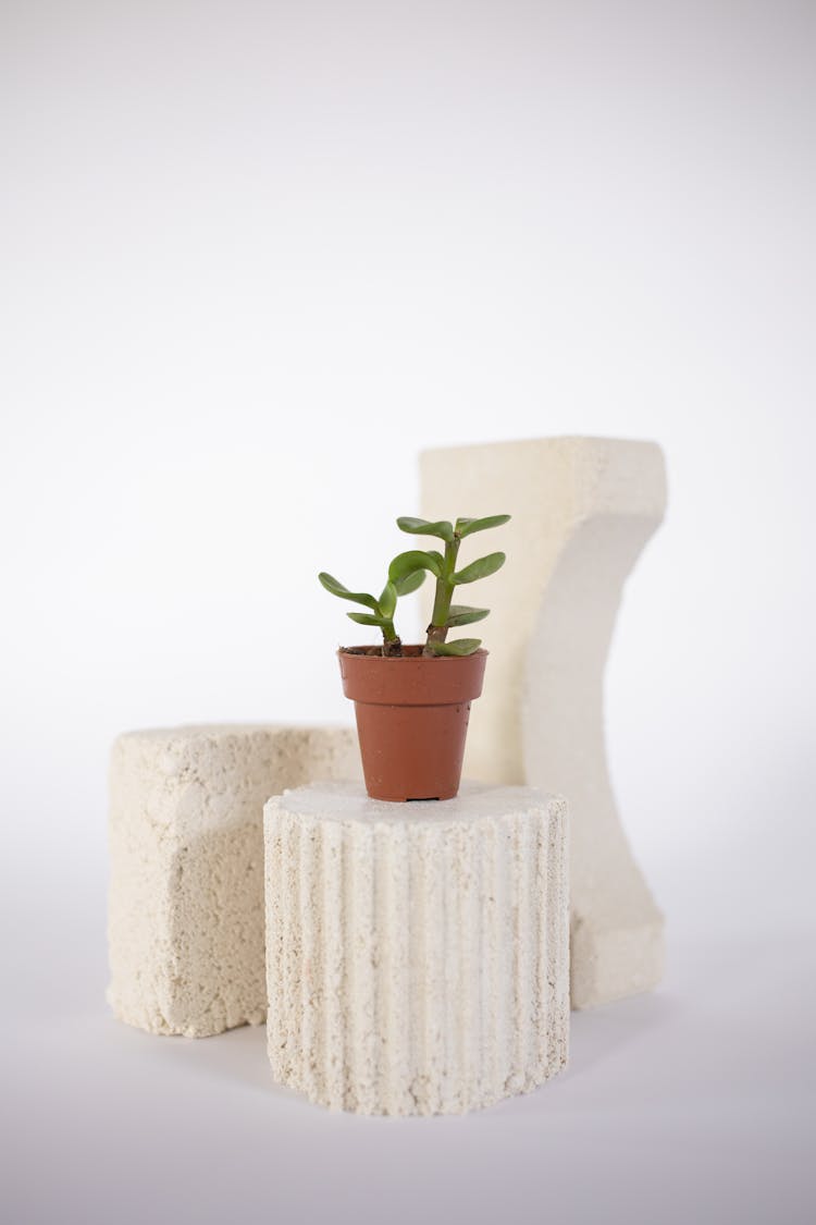 A Potted Jade Plant On A White Round Stand