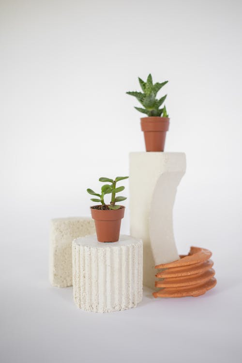 Plants in Flowerpots on Blocks