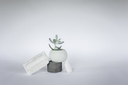 Potted Plant against a White Background 