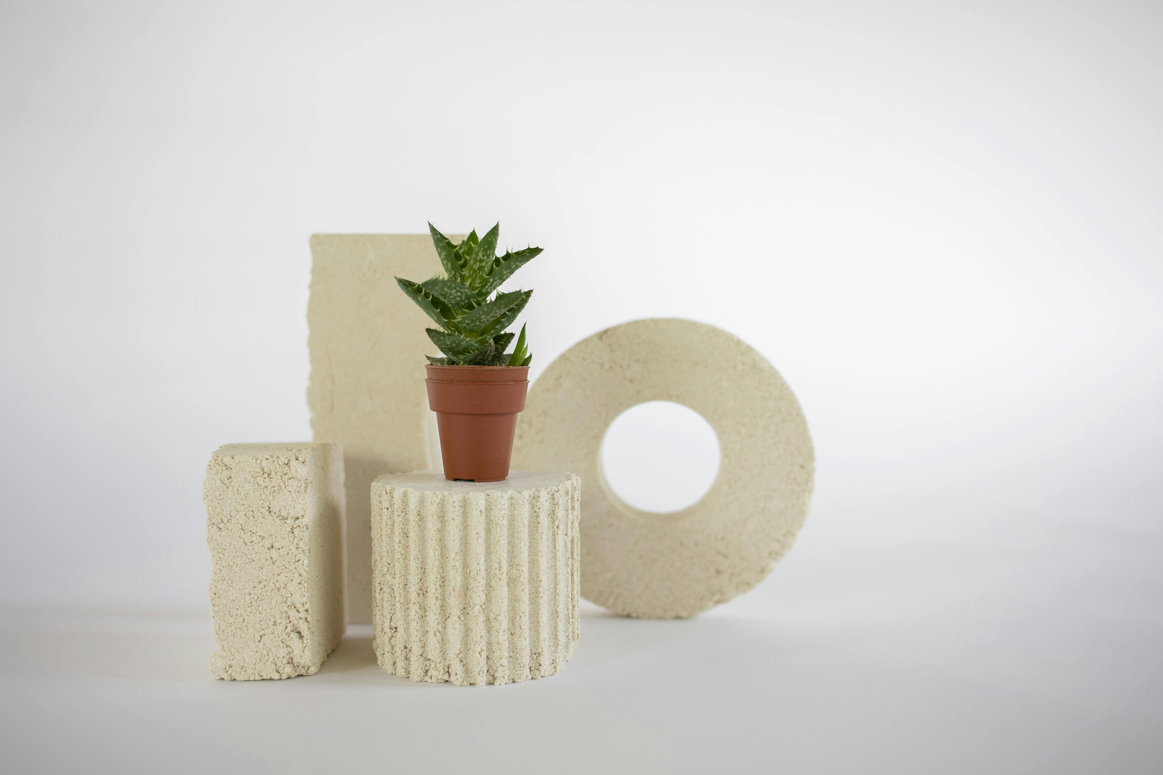 A small succulent plant in a pot is displayed on abstract geometric forms in a minimalist setup.