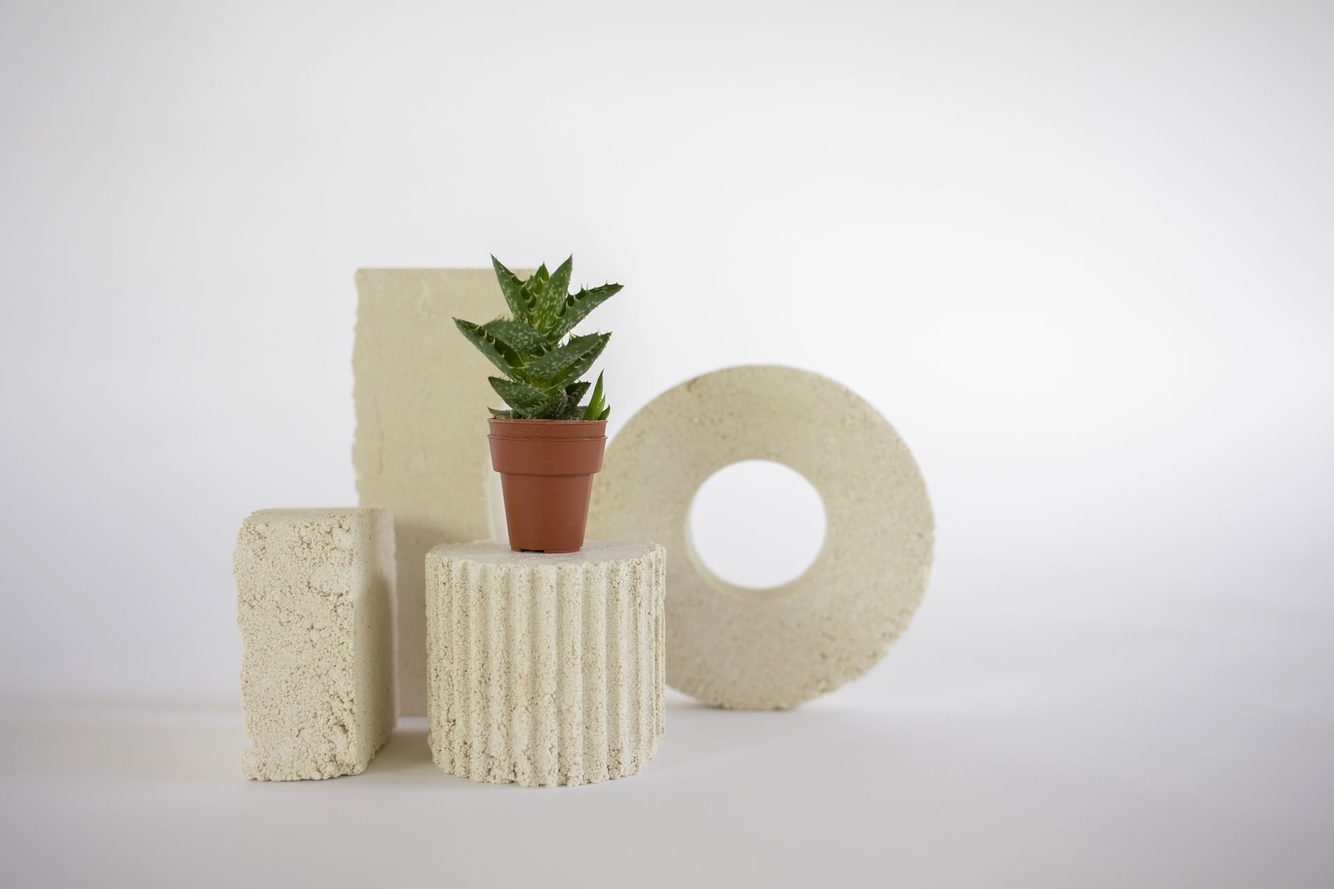 A Potted Succulent Plant on a White Round Stand