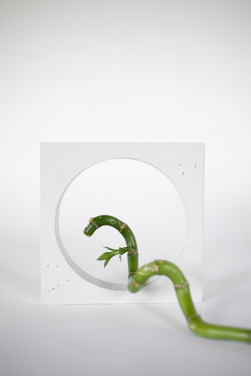 Kostnadsfri bild av cirkel, fyrkant, grön stam