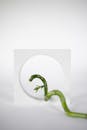 Studio Shot of a Green Plant Stem Stretching Toward a Circular Hole