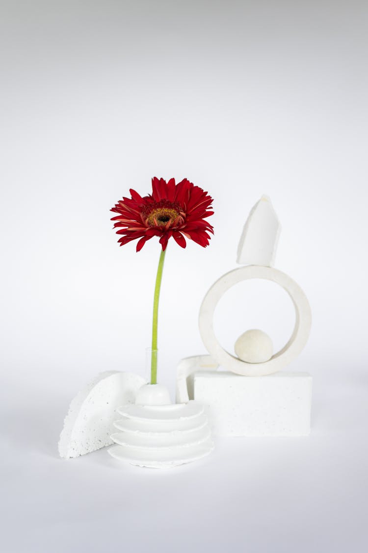 Red Gerbera Flower In A Modern White Vase 