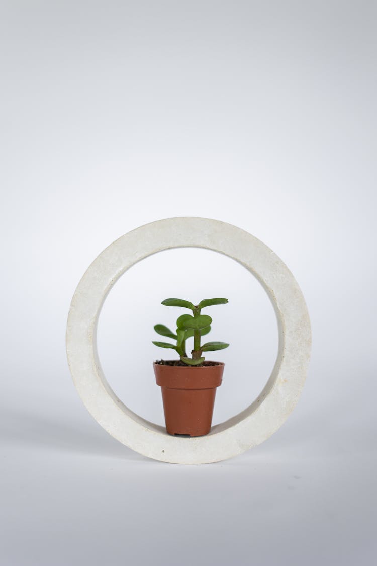 Potted Plant Standing In White Circle