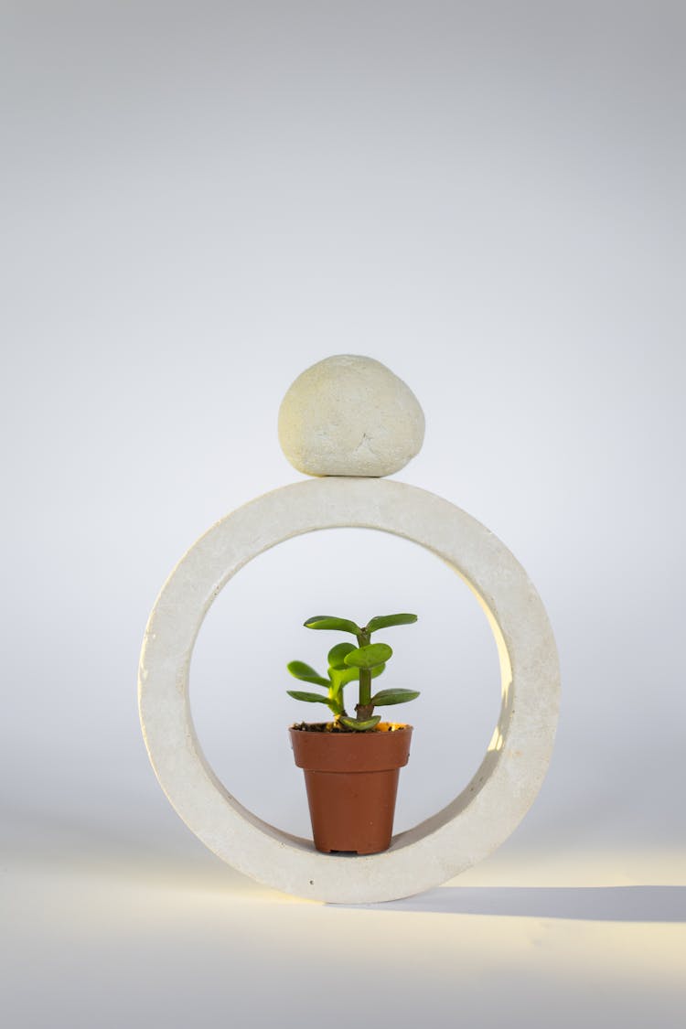 Modern Decoration With Succulent