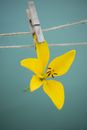 A Yellow Daffodil Hanging with a Wooden Clothespin