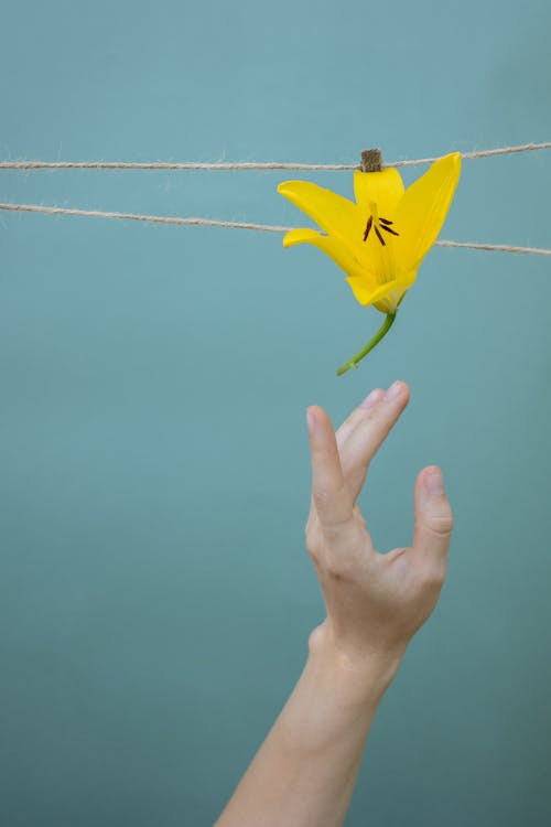 무료 꽃잎, 로프, 매달린의 무료 스톡 사진