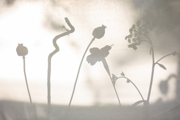 Silhouettes Of Flowers