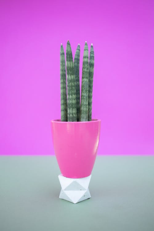 A Sansevieria Bacularis Plant in a Purple Pot with Stand